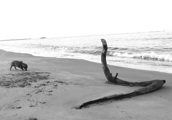 Eddy e il serpente di legno di gennaro_vitolo