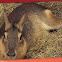 Patagonian Cavy