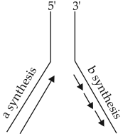 Replication: Synthesis of DNA