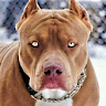 Pitbull Wallpaper HD icon