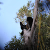 Victoria's Riflebird