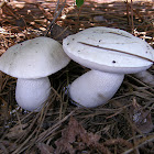 Pale Bitter Bolete