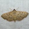 Bold-Feathered Grass Moth