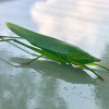 katydid