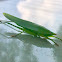 katydid