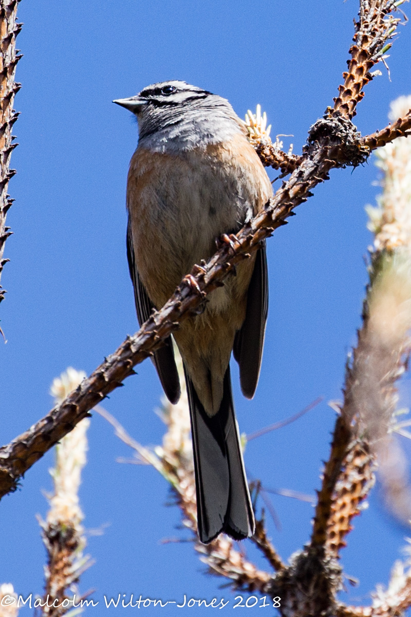 Rock Bunting; Escribano Montesino