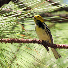 Black-throated Green Warbler