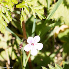 Pink Flower