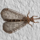 Antlion Lacewing