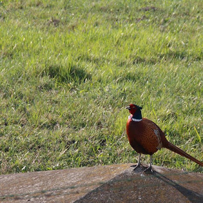 📷 #nature #bird #march #italy #fagiano #sun #daylight #home   #portrait #fit #befit #portraitmood #tbt #igers #photograph #photography #life #passion #eos #canon #bestoftheday #picoftheday #likeforlikes #instalike #quiet di Cappello di paglia