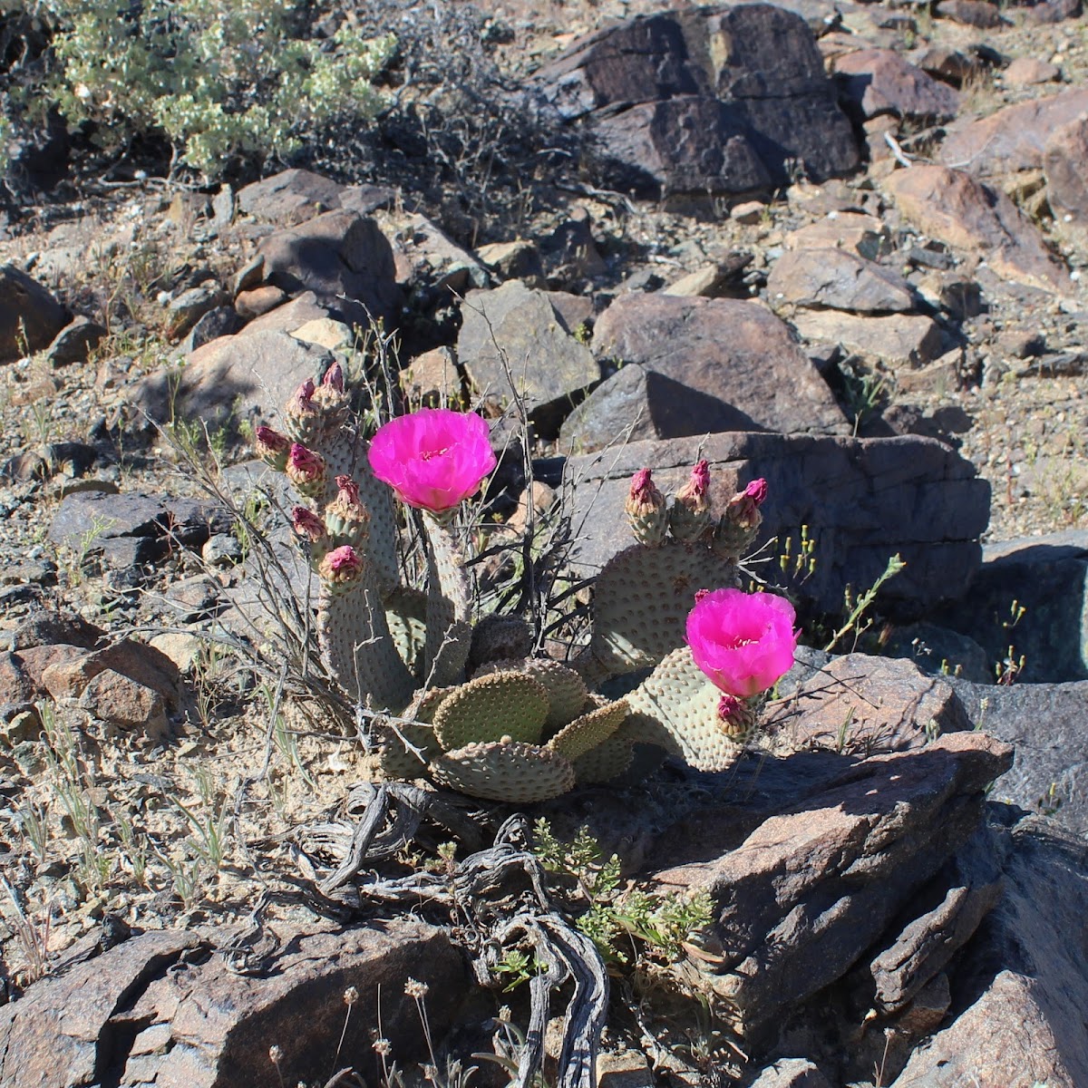 Beavertail Cactus