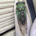 Annual Cicada