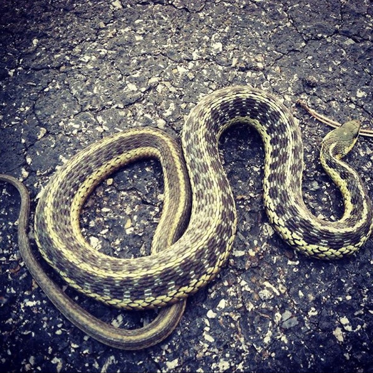 Garter snake