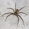 Cane Spider