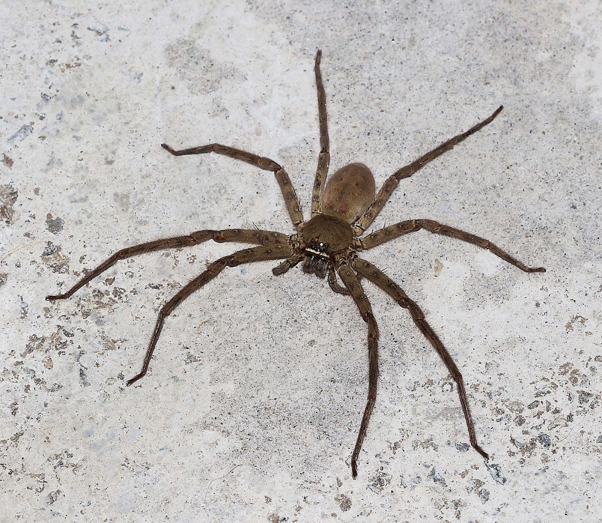 Cane Spider