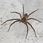 Cane Spider