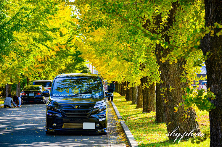 ヴォクシーの紅葉と愛車・紅葉狩り・銀杏並木・なぁ〜にぃ〜？・やっちまったなぁ〜（笑）に関するカスタム事例の投稿画像4枚目