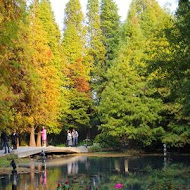 菁芳園 Tenway Garden／花園餐廳／落羽松