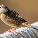 Zitting Cisticola