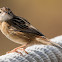 Zitting Cisticola