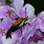 Snowberry Clearwing