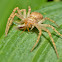 Running Crab Spider