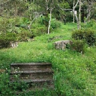 台灣農林熊空茶園