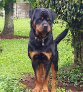 Rottweiler Frankie went missing from Hilton Gardens, near Pietermaritzburg, on April 12 2019.