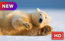 Polar Bear New Tab Page HD Wallpapers small promo image