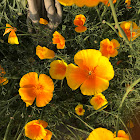 California Poppy