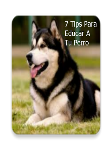 7 Tips Para Educar A Tu Perro