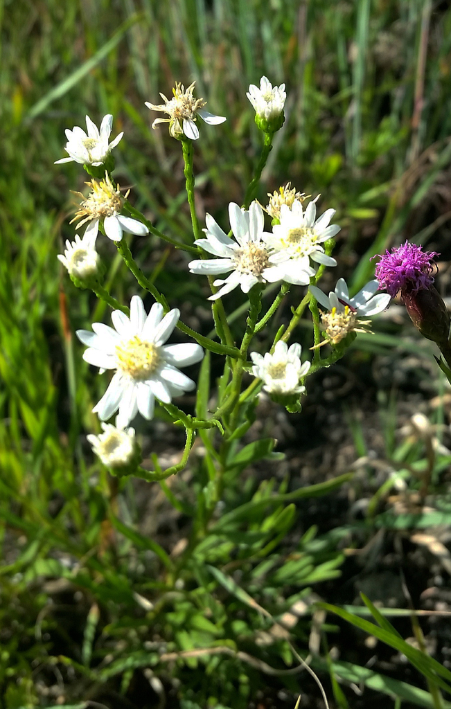 Upland White Goldenrod