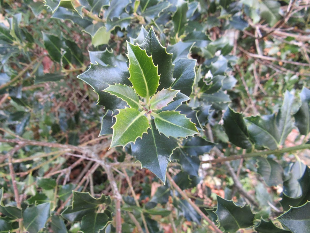 American Holly