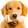 Golden retriever HD Wallpapers Dogs & Puppies