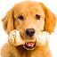 Golden retriever HD Wallpapers Dogs & Puppies