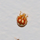 Orange ladybird