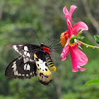 Tithonus Birdwing female