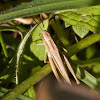 Lesser Marsh Grasshopper