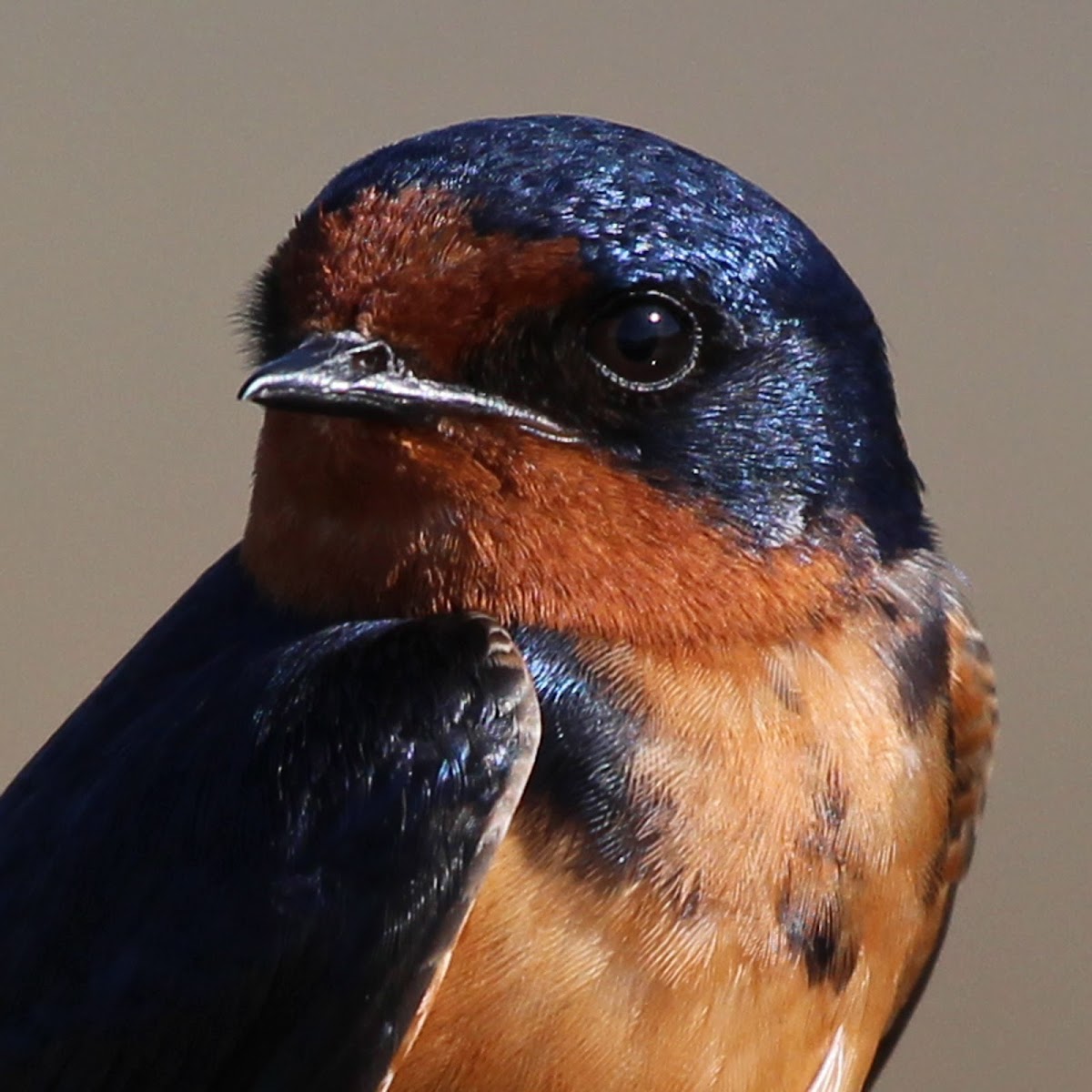 Barn Swallows (Leaving Their Nests)