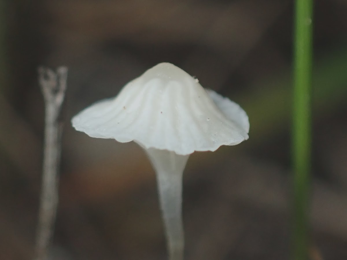 Tiny white bonnets