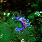 Flabellina affinis