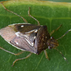 Shield bug