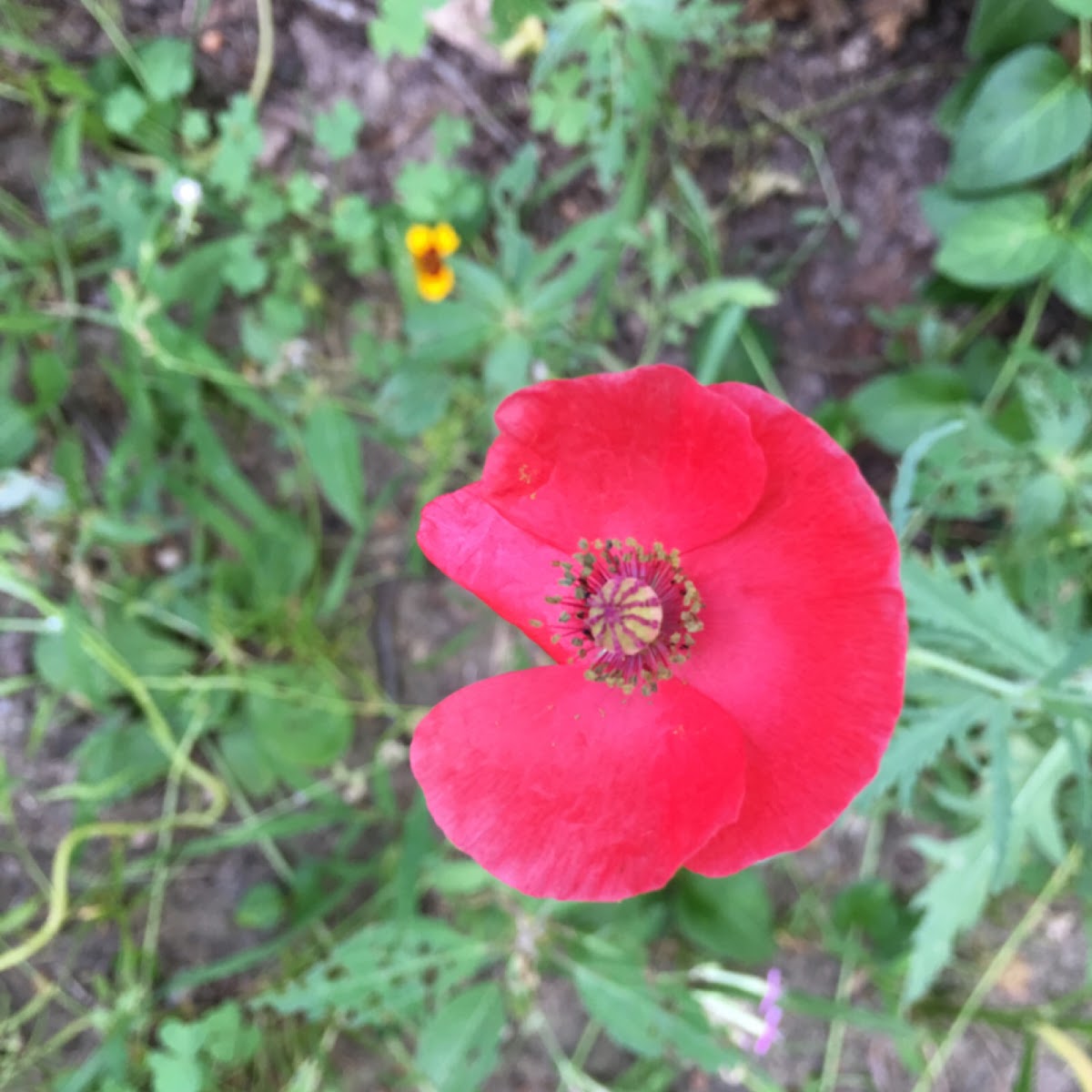 Poppy; red poppy, field poppy