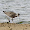 Whimbrel