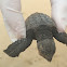 Olive Ridley sea turtle