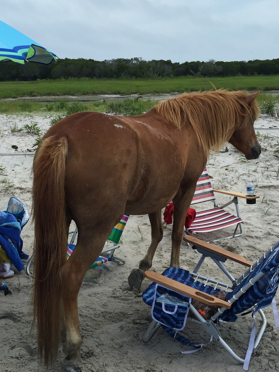 Chincoteague Pony