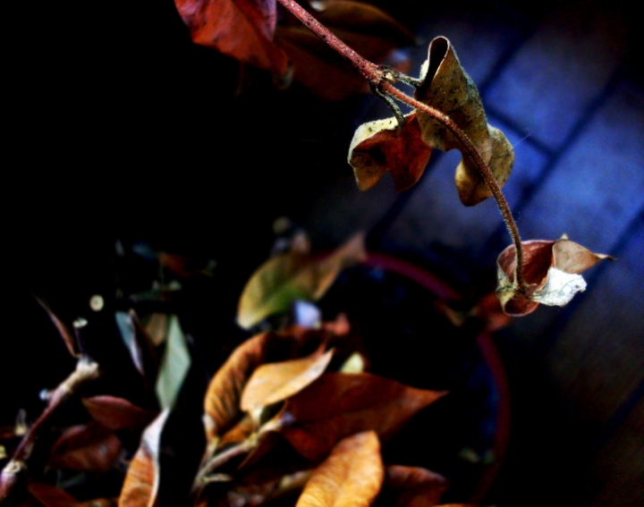 Autunno in balcone di giada.pieroni