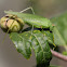 Great Green Bush Cricket