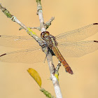 Tropical King Skimmer