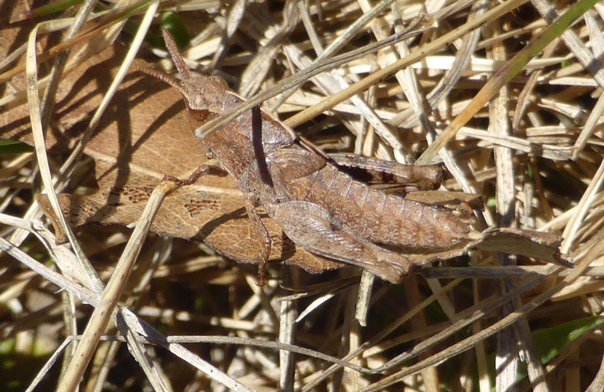 Northern Green-striped Grasshopper